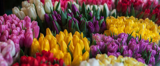 Christmas Bouquets: A Gift-Giving Guide for Meaningful Flower Choices shot by The Little Market Bunch in Melbourne.