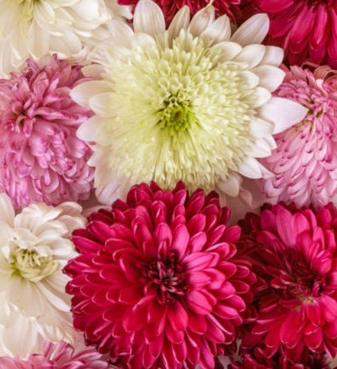 November Birth Flowers: The Beauty and Symbolism of Chrysanthemums