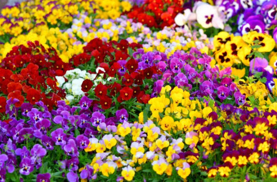 Flower Colour Symbolism: What Your Blooms Really Say