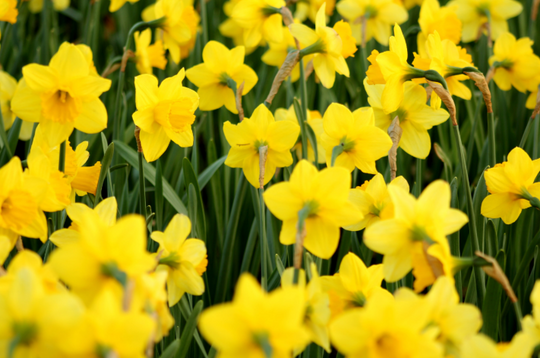 Daffodil Flower Symbolism: Exploring Its Cultural Significance Across the Globe