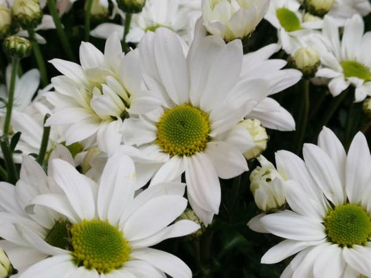Daisy Flower Meaning: Symbolism, History and Why It Remains a Favourite