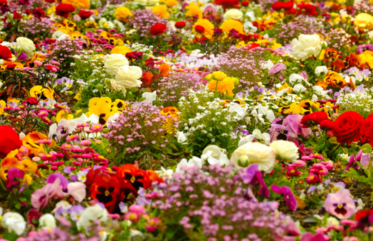 Spring Flower Colour Trends: Fresh Bouquet Combinations to Brighten Every Occasion