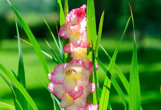 August Birth Flower Colours and Their Meanings: From Gladiolus to Poppies