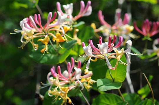 June Birth Flowers Explained: The Meaning and Symbolism of Roses and Honeysuckle