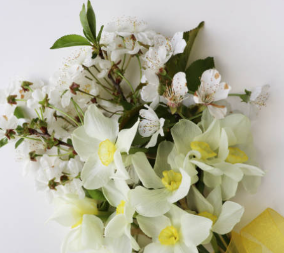 December Birth Flowers Explained: The Symbolism of Narcissus & Holly