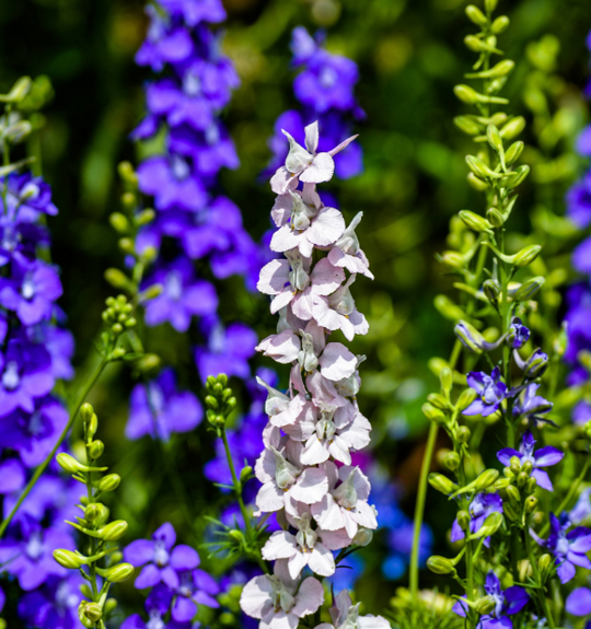 July Birth Flowers: The Meaning and Symbolism of Larkspur and Water Lily