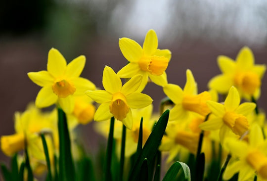 March Birth Flowers Explained: The Meaning Behind Daffodils and Jonquils