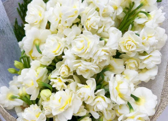 Birth Flowers for All Months – Complete Guide