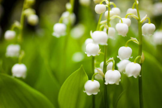 May Birth Flowers: Why Lily of the Valley and Hawthorn Is a Timeless Favourite
