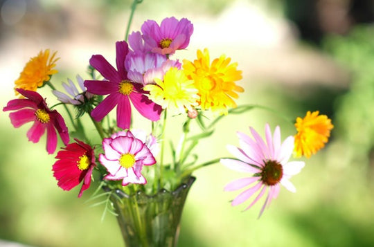 October Birth Flowers and Their Meanings: The Symbolism of Marigolds and Cosmos
