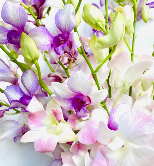 Orchid Flower Meanings Explained: Beauty, Strength, and Rare Charm