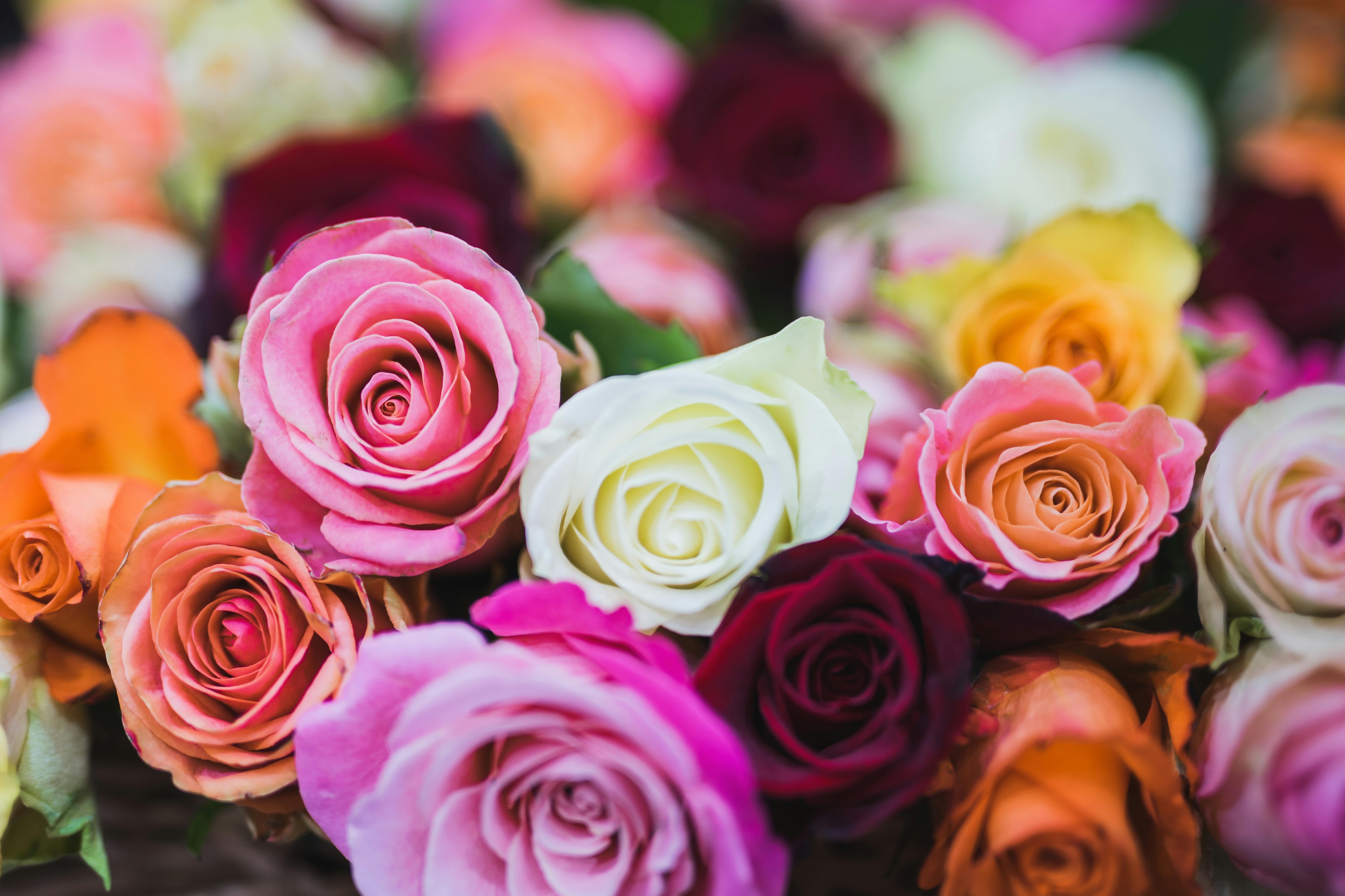 Rose Symbolism, Colours & Meanings: What Each Shade Really Says About