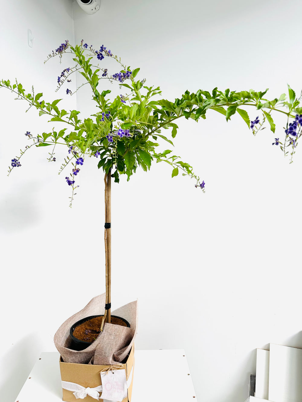 Duranta Repens Geisha Girl with 20CM pot box tall