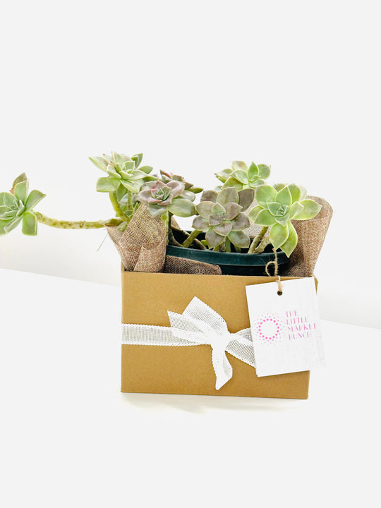 
                  
                    Succulents Pots
                  
                