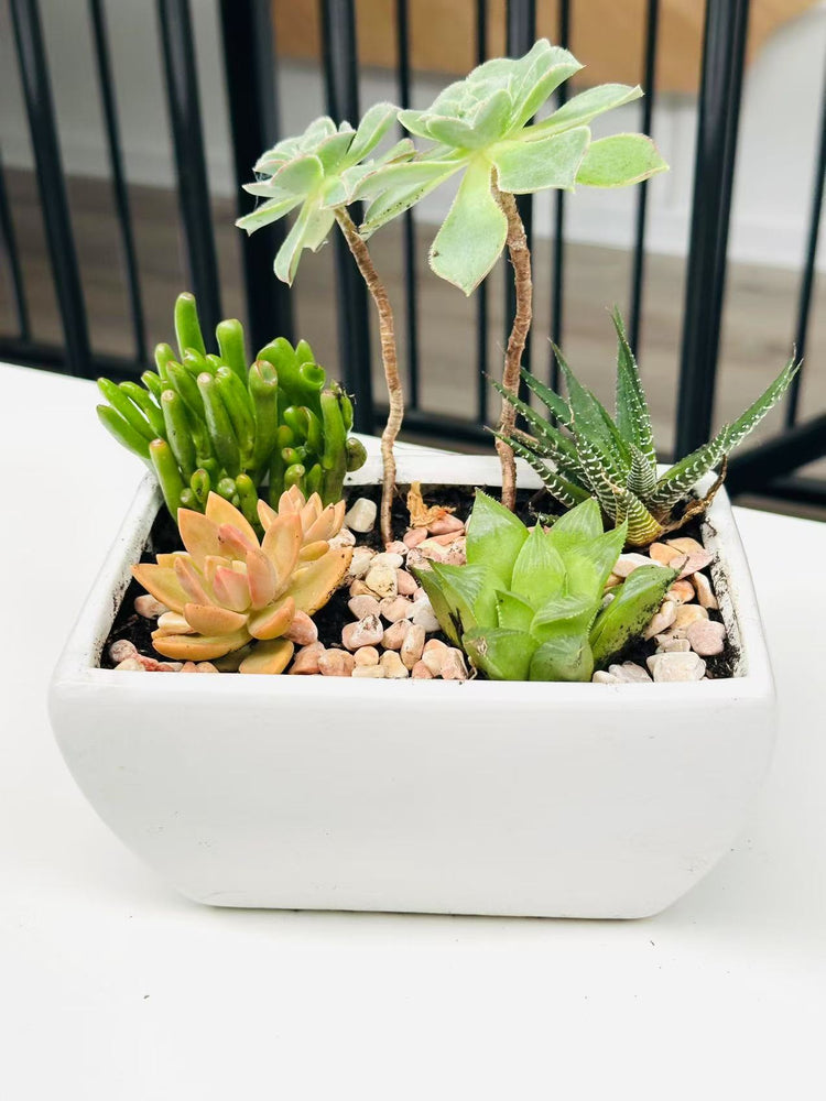 
                  
                    Succulent Pot
                  
                