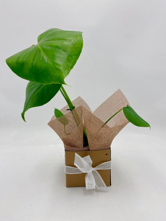 
                  
                    Monstera
                  
                