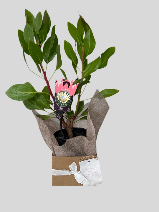 Potted plant wrapped in brown paper with a tag featuring a protea flower design on a light gray background.