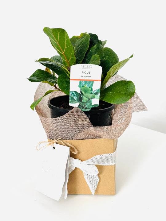 
                  
                    Ficus Lyrata Bambino
                  
                