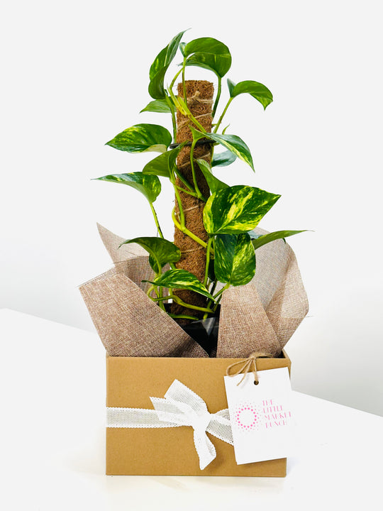 
                  
                    Epipremnum/Devi’s Ivy
                  
                