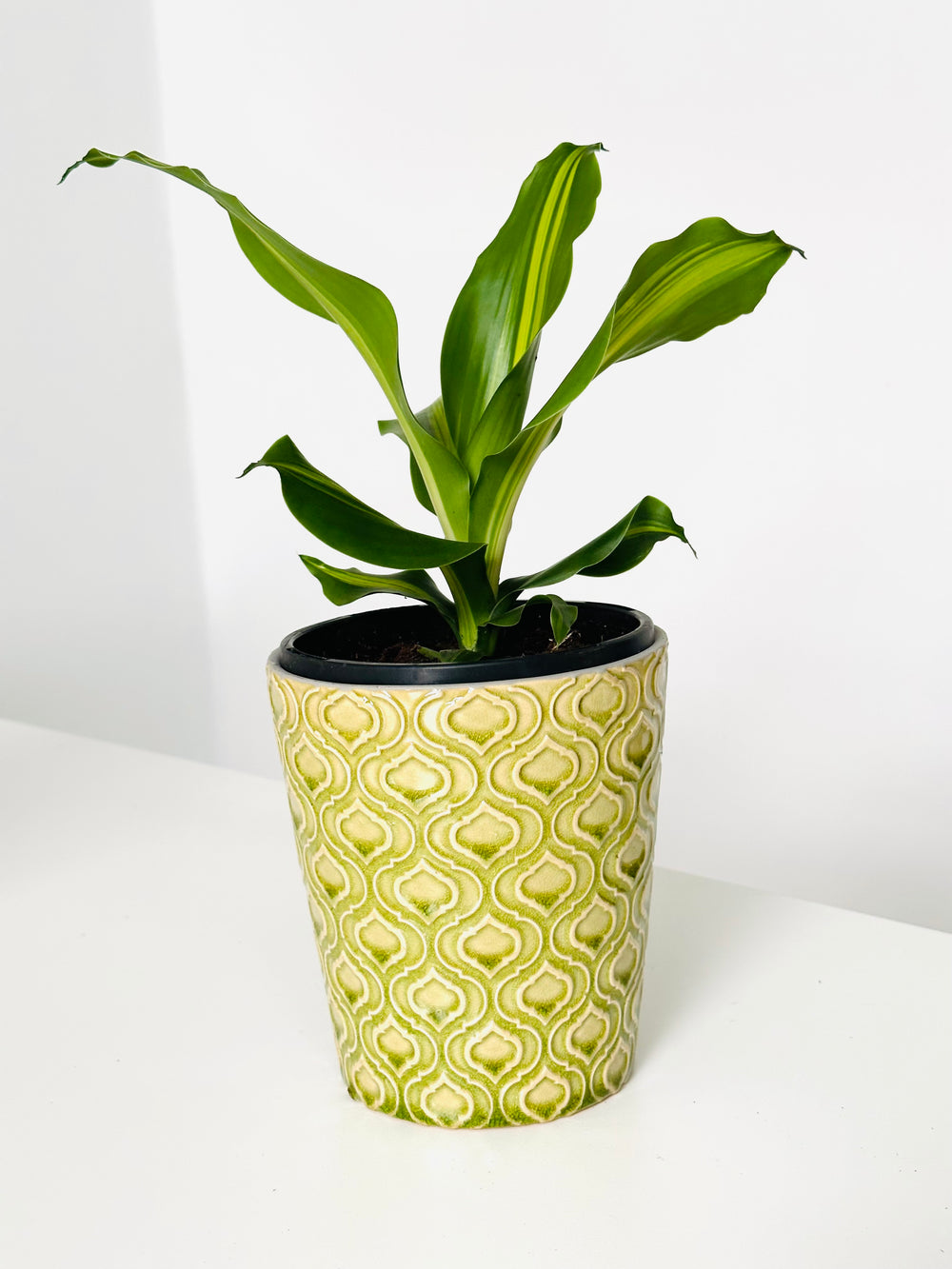 dracaena fragrans pronunciation Dracaena Fragrant