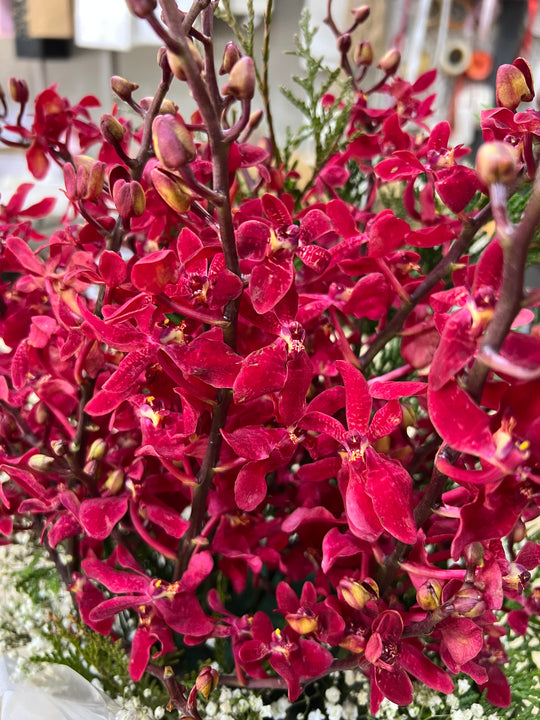 
                  
                    Red Orchid Box
                  
                
