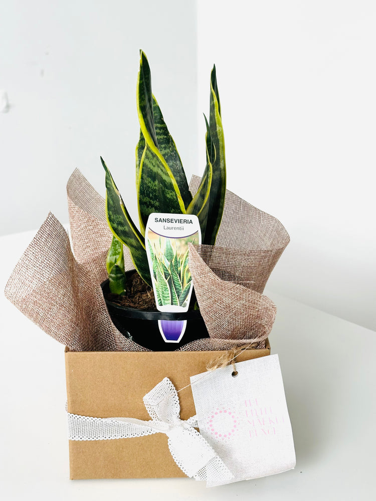 Sansevieria