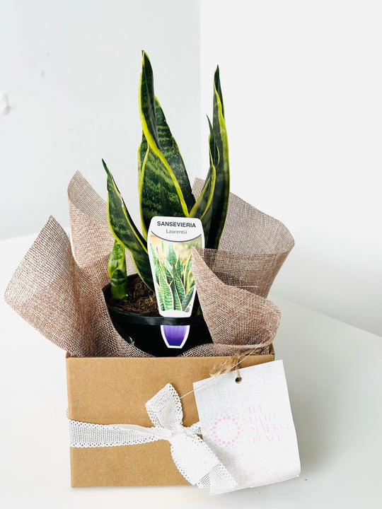 Potted snake plant in a decorative box with brown paper and a white bow on a white background