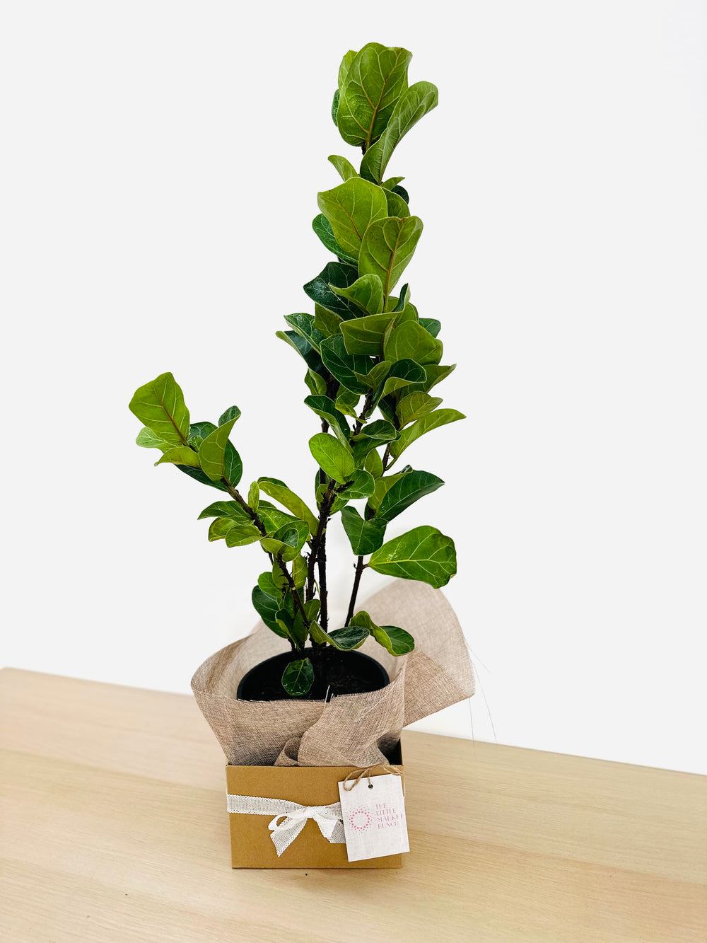 Ficus Lyrata Bambino
