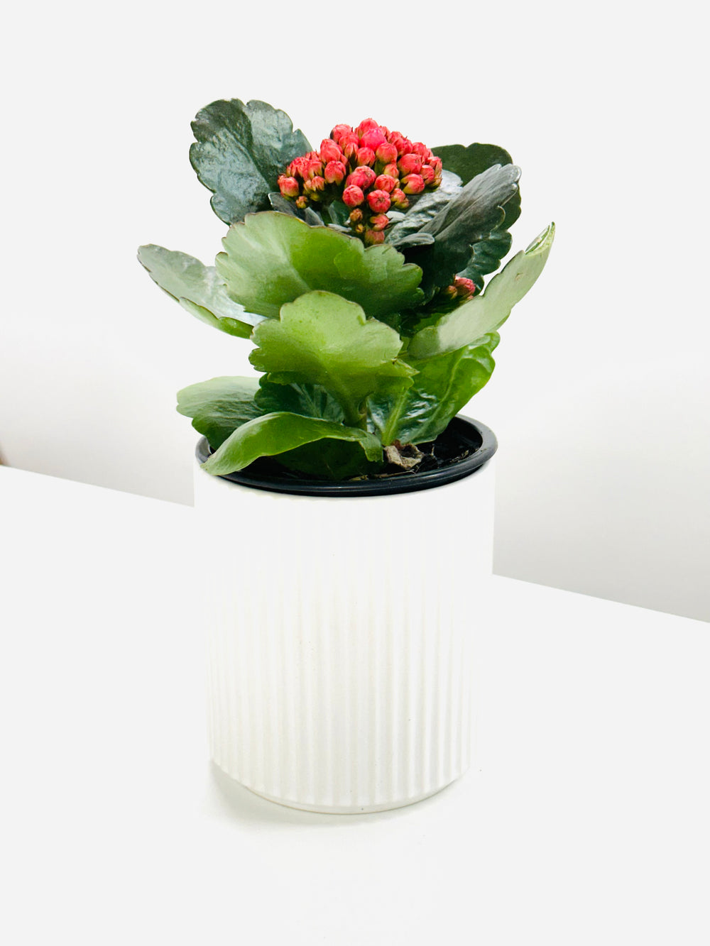 succulents pronunciation Succulents Pots