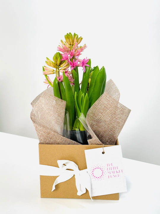 
                  
                    Hyacinth - Assorted Colours
                  
                