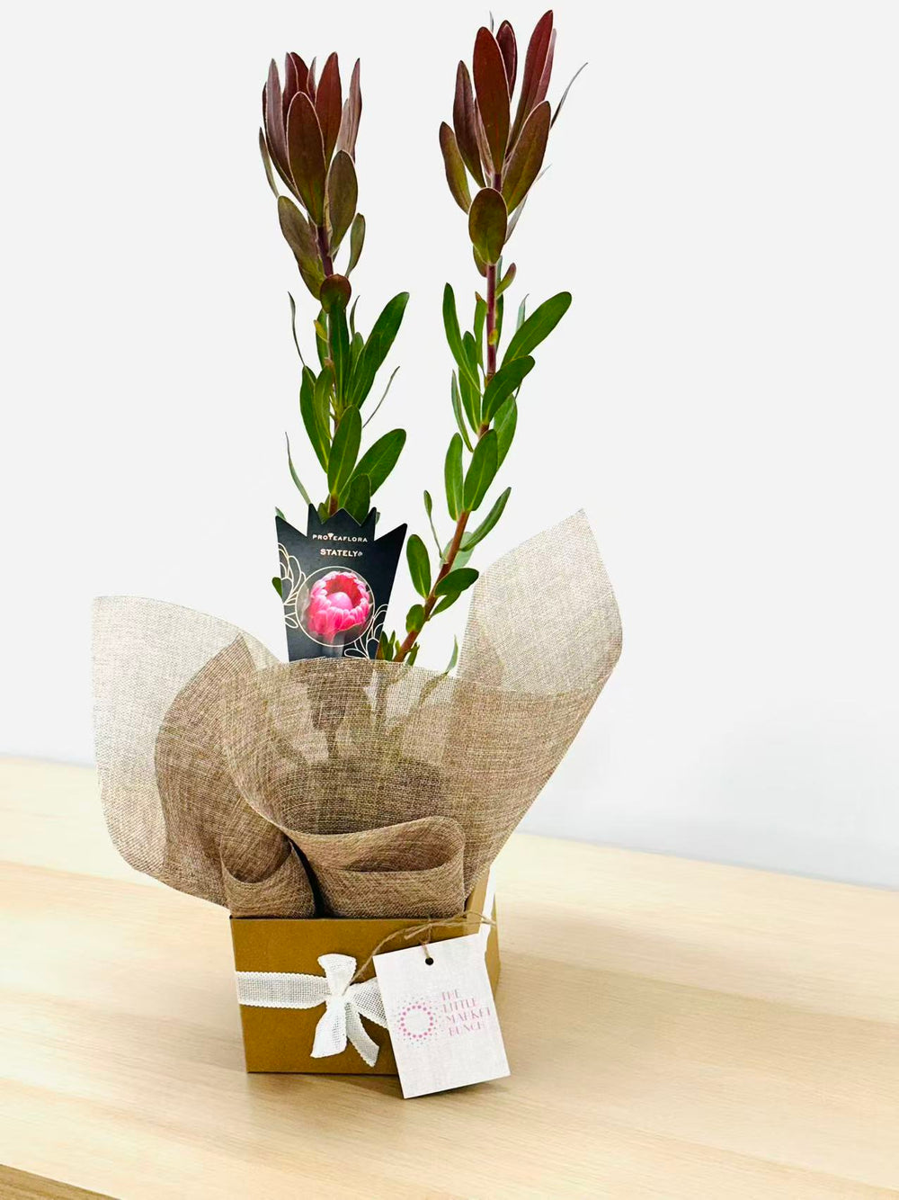 Stately Protea