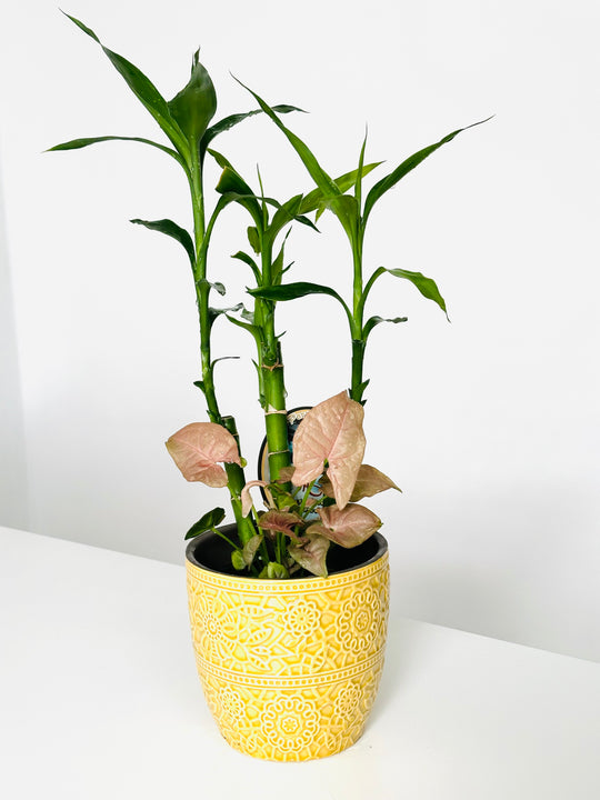 Potted plant with yellow decorative pot on a white background