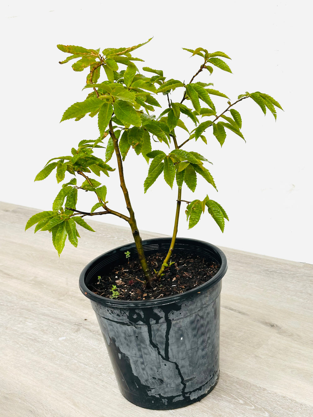 Chestnut tree with 25CM pot