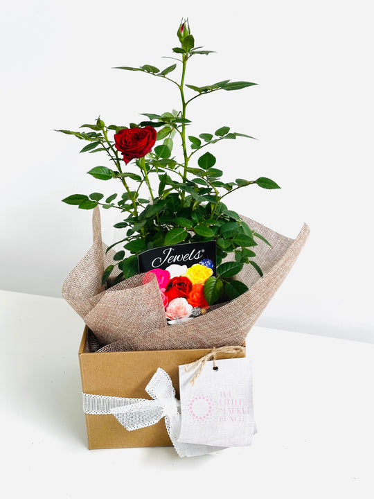 
                  
                    Rose Pot - Assorted Colour
                  
                