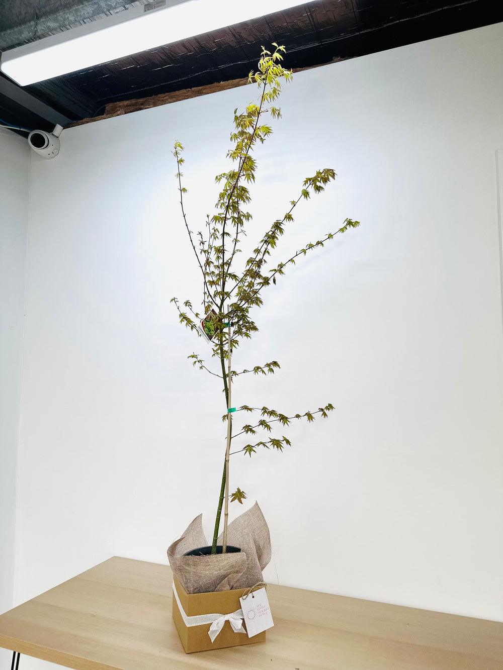 Acer Palmatum Japanese Maple box
