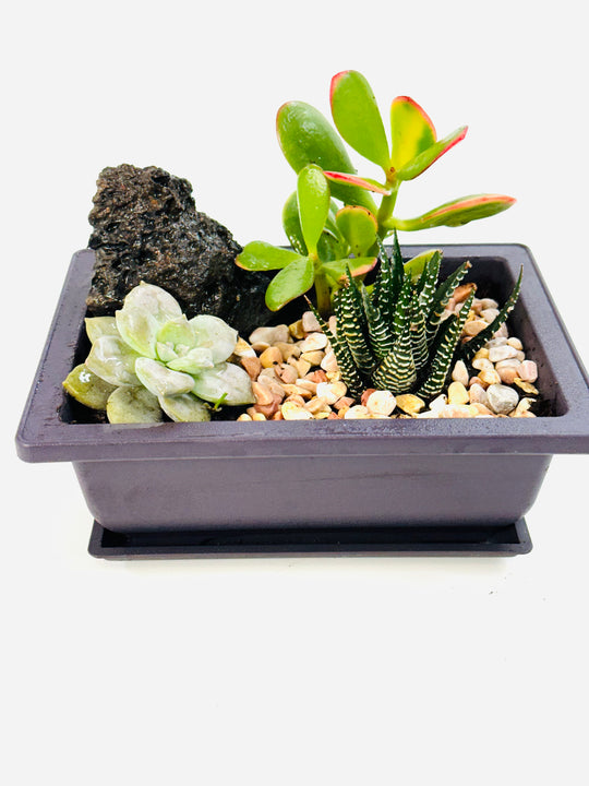 
                  
                    Succulents Pots
                  
                