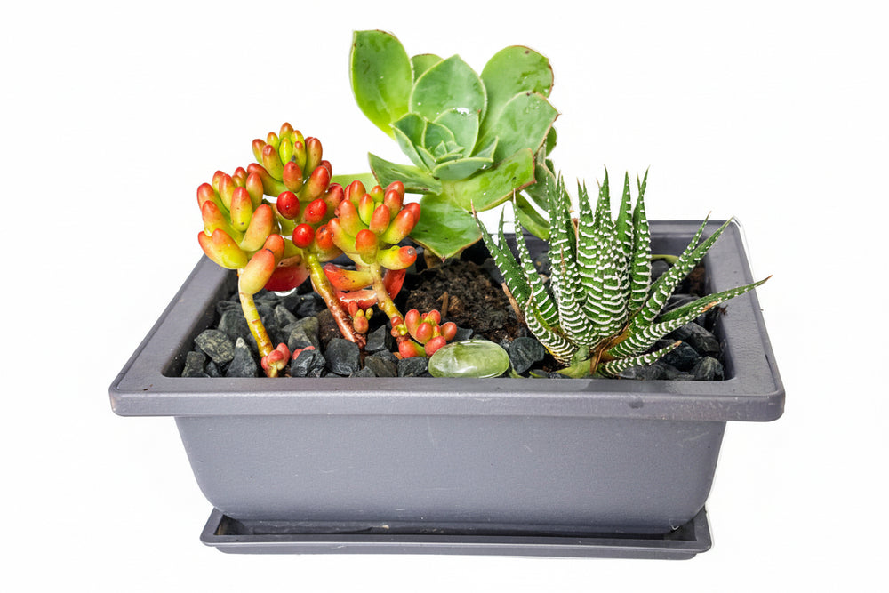 Succulents Pots