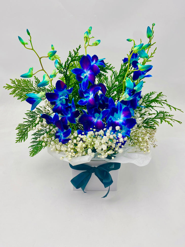 Five blue Singapore orchids arranged in a white box, with white baby breaths and seasonal foliage.