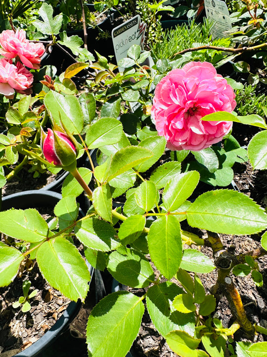 
                  
                    Rose Pot - Assorted Colour
                  
                