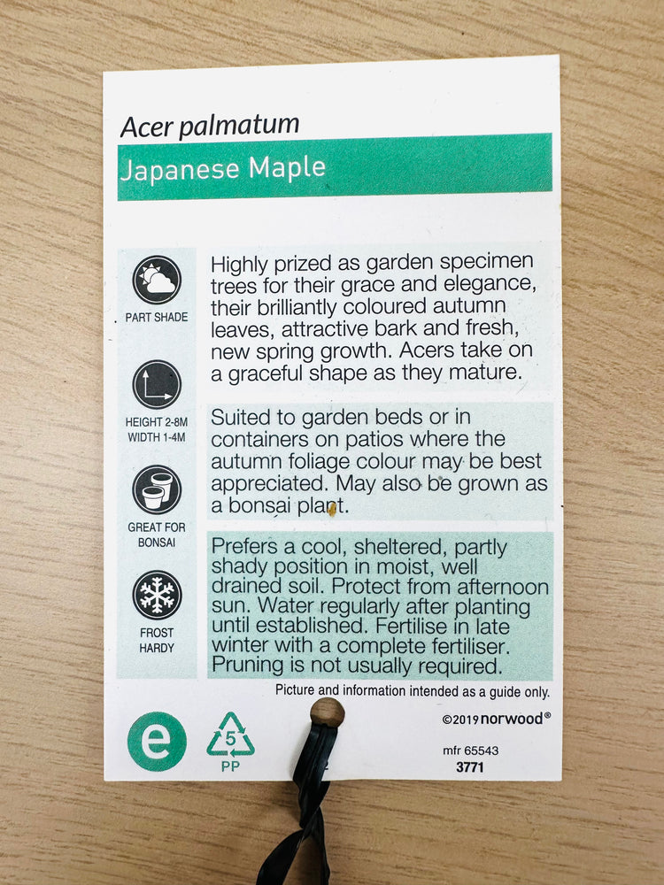 
                  
                    Acer Palmatum Japanese Maple box
                  
                