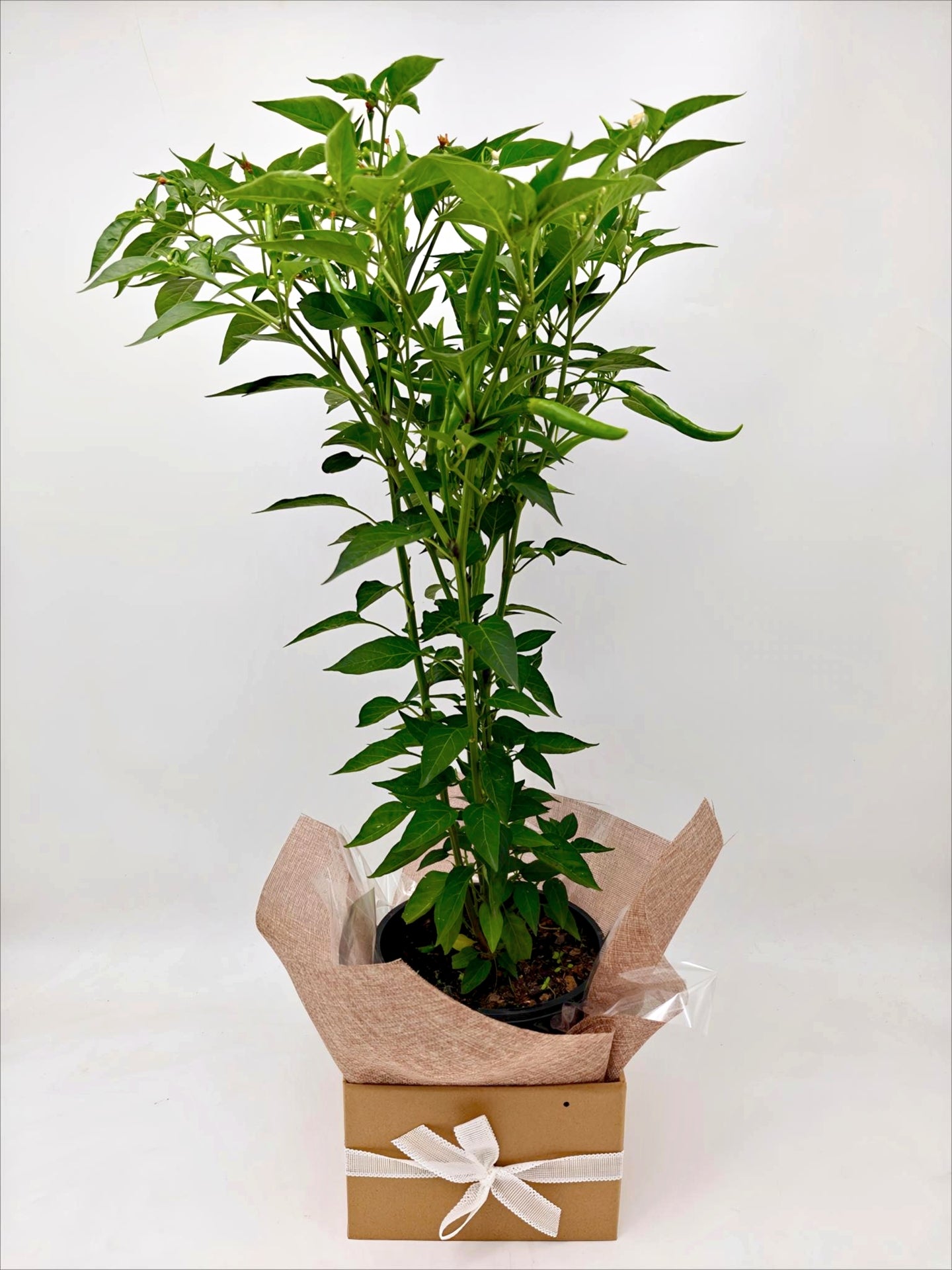 
                  
                    Chili Box
                  
                