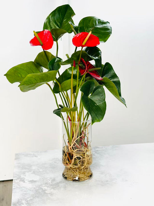 
                  
                    Anthurium
                  
                