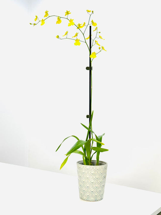 Potted Oncidium Orchid with yellow flowers on a white background