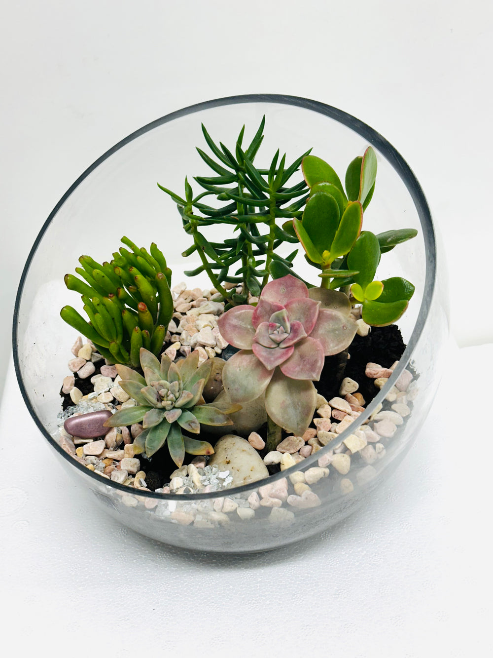 planting succulents in glass bowls Succulent Glass Bowl
