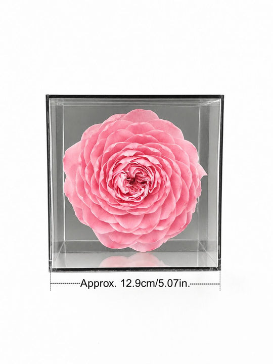 
                  
                    A pink everlasting peony-rose in a clear glass box with dimensions displayed
                  
                