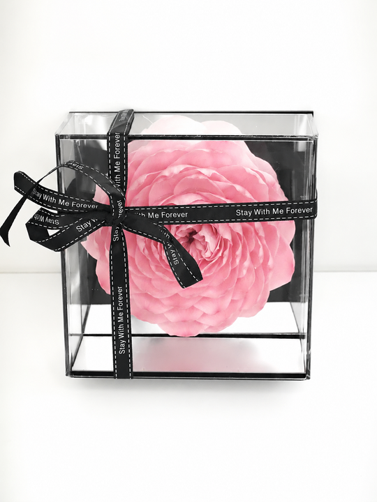 Clear gift box with a pink everlasting peony-rose and black ribbon on a white background