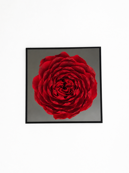
                  
                    A red everlasting peony-rose in a black frame on a white background
                  
                