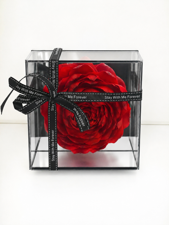A red everlasting peony-rose in a clear box with a black ribbon on a white background