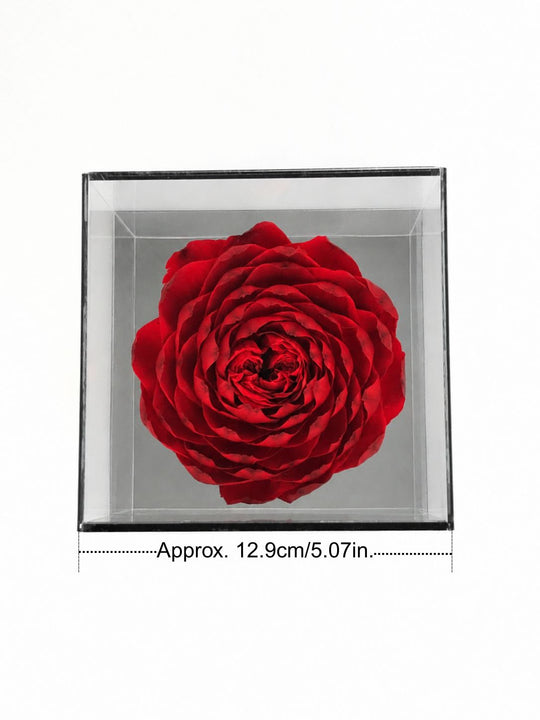 
                  
                    A red everlasting peony-rose in a clear cube with dimensions on a white background
                  
                