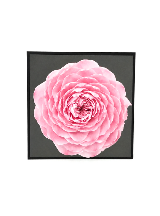 
                  
                    Framed artwork of a pink everlasting peony-rose on a white background
                  
                